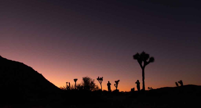 The silhouettes of Joshua Trees are illuminated against an orange, pink and purple sky as the sun sets or rises. 